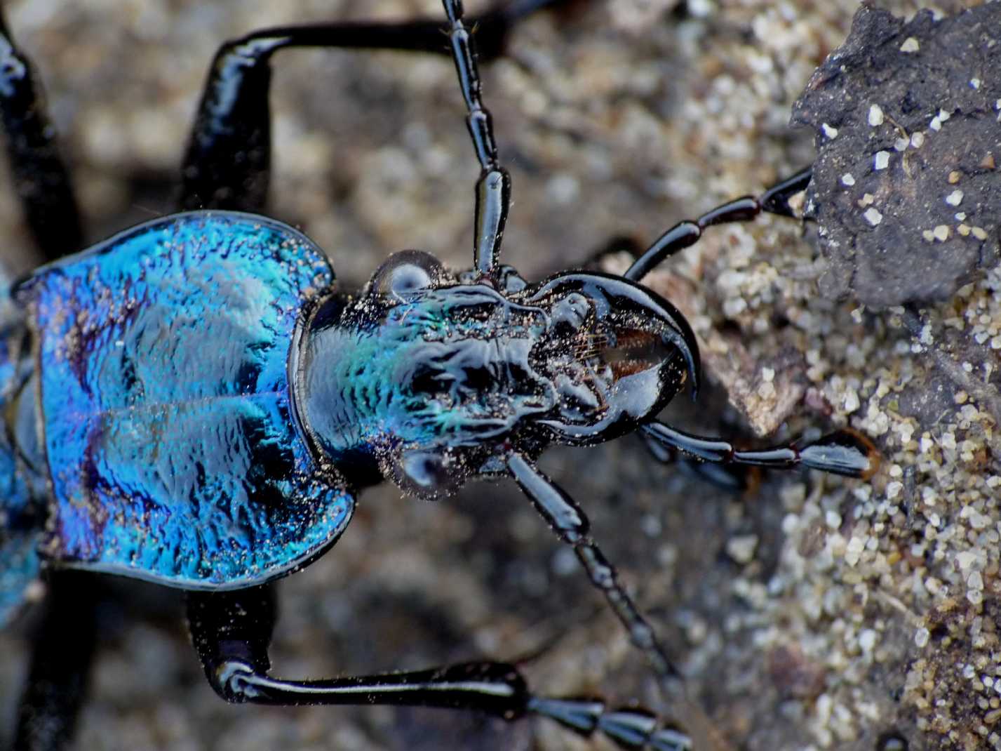 Carabus lefebvrei bayardi